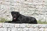 CANE CORSO 116